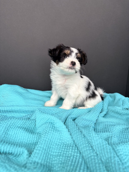 Papillon X