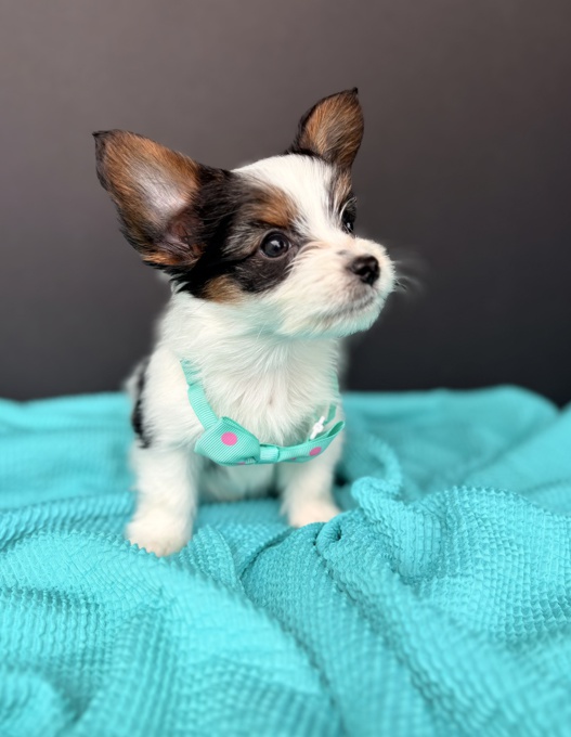 Papillon X
