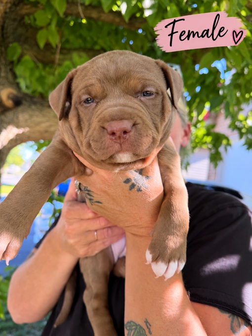 American Bully