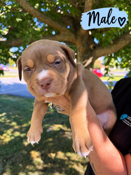 American Bully