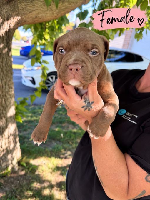 American Bully