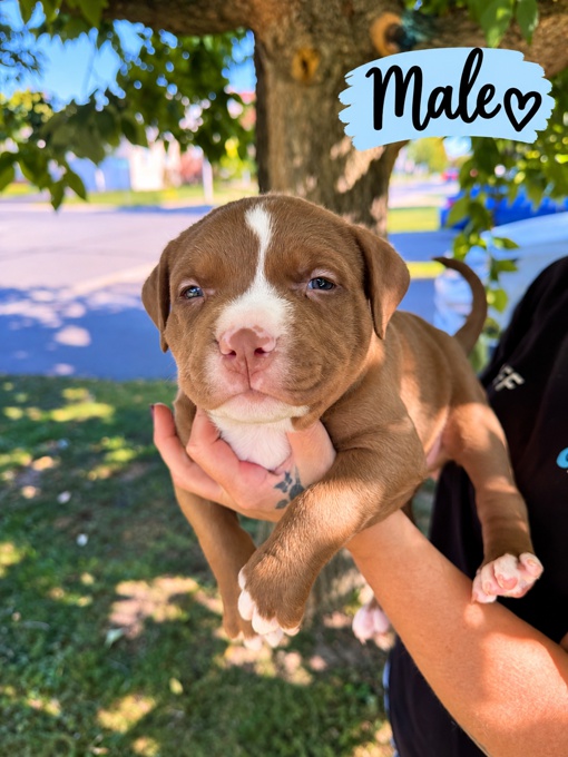 American Bully