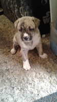 Bull mastiff x