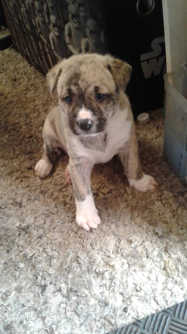 Bull mastiff x