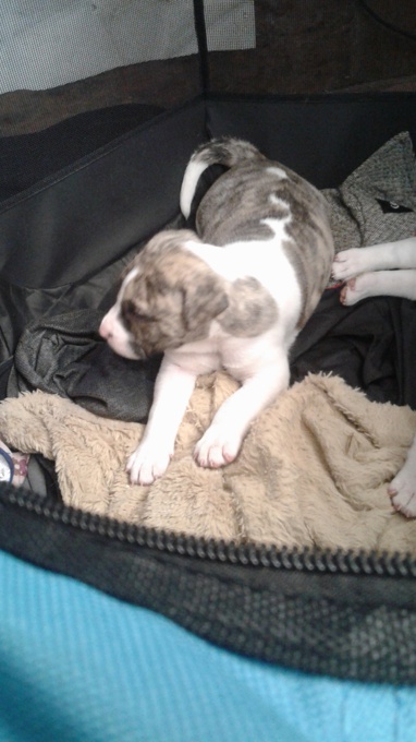 Bull mastiff x