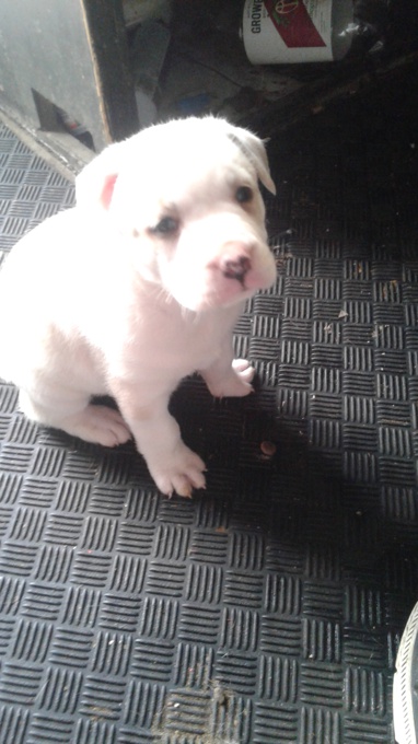Bull mastiff x