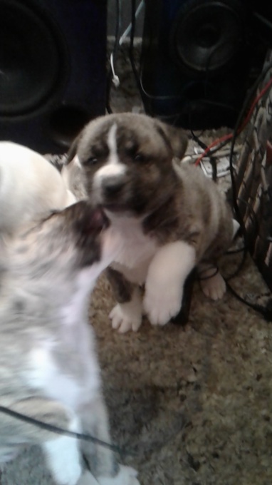 Bull mastiff x