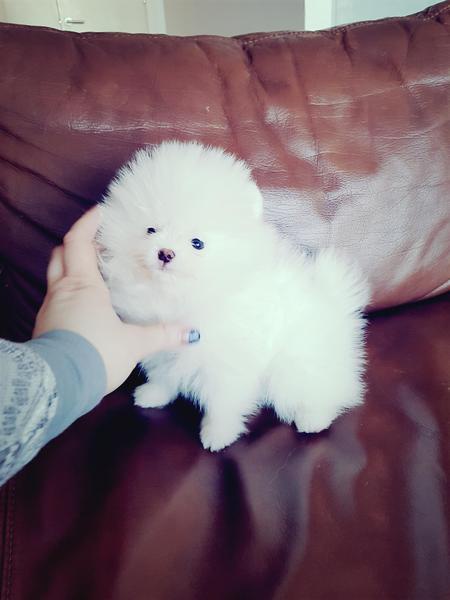 Pomeranian