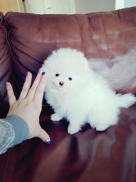 Pomeranian