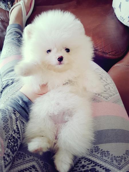 Pomeranian
