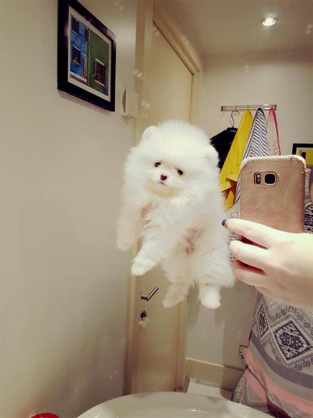 Pomeranian