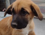 Lab/GermanShepherd/Rottweiler