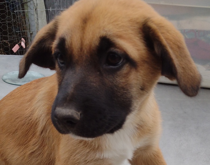 Lab/GermanShepherd/Rottweiler