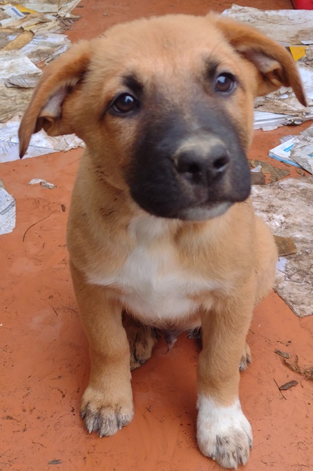 Lab/GermanShepherd/Rottweiler