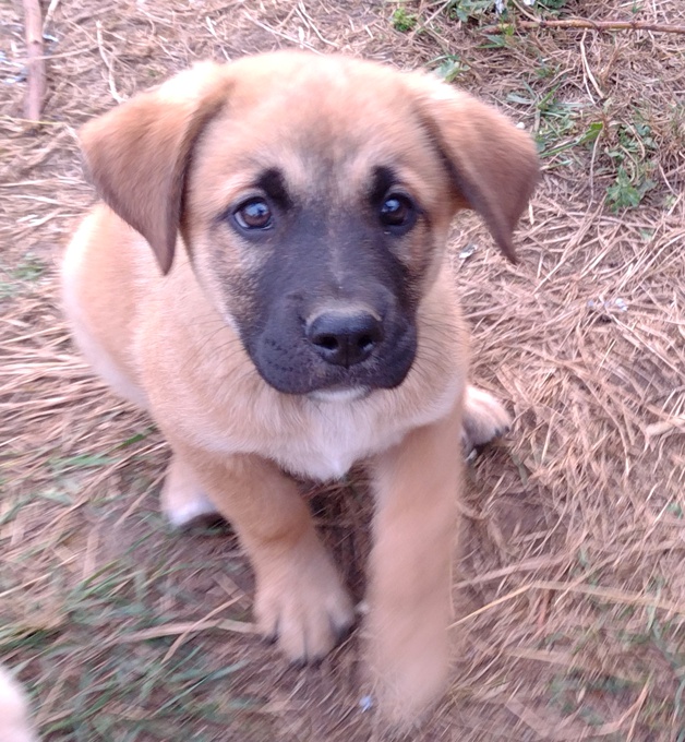 Lab/GermanShepherd/Rottweiler