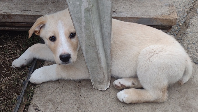 Lab/GermanShepherd/Rottweiler
