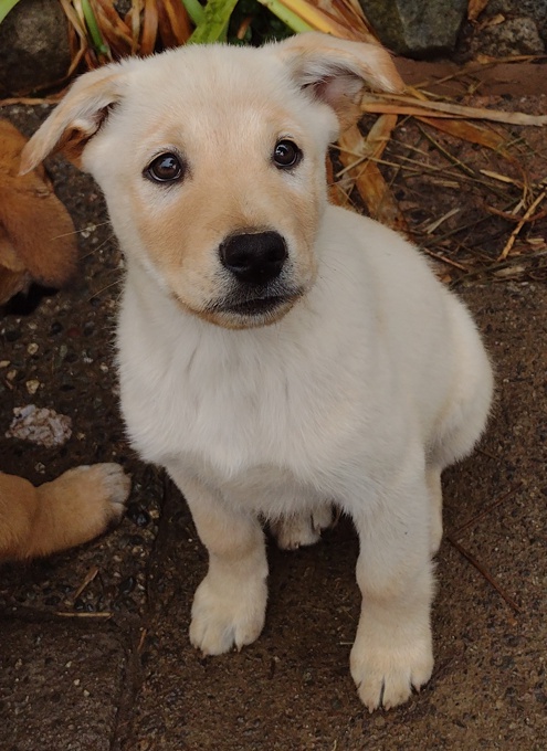 Lab/GermanShepherd/Rottweiler