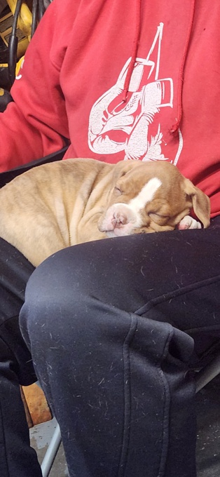 Valley Bulldog