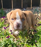 Valley Bulldog