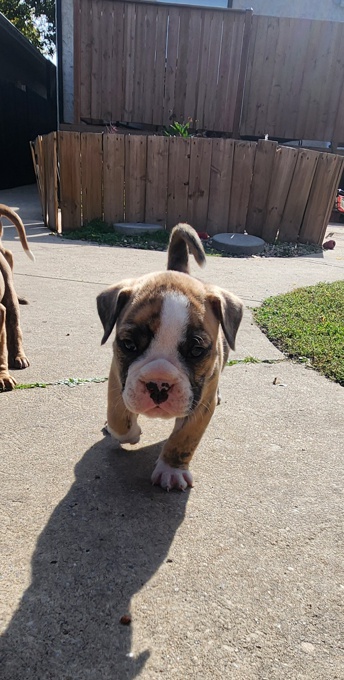 Valley Bulldog