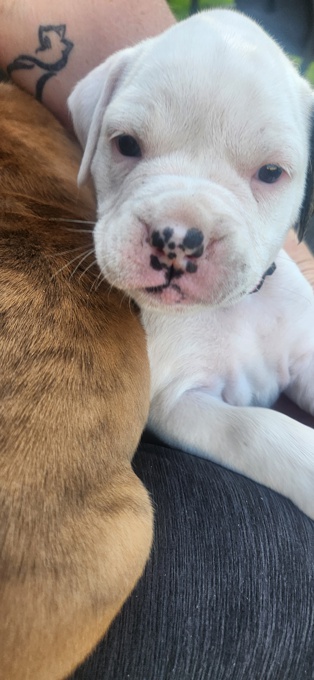 Valley Bulldog