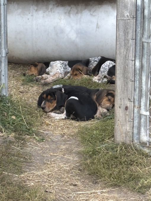 Bluetick walker hounds