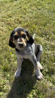 Bluetick walker hounds