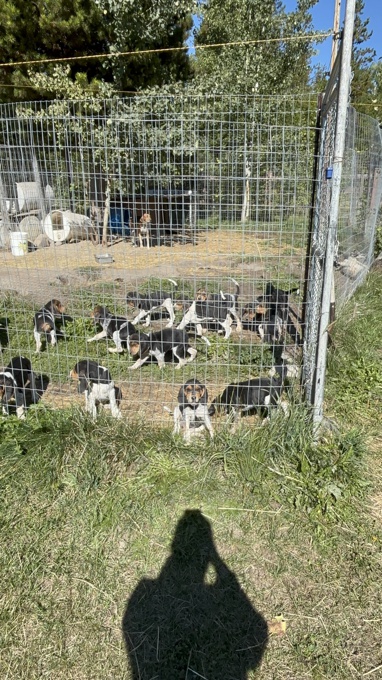 Bluetick walker hounds
