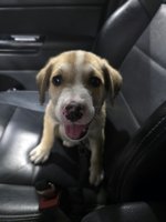 Sheppard mix