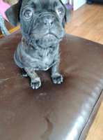Frug