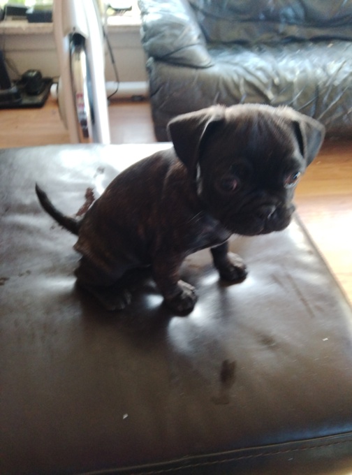 Frug