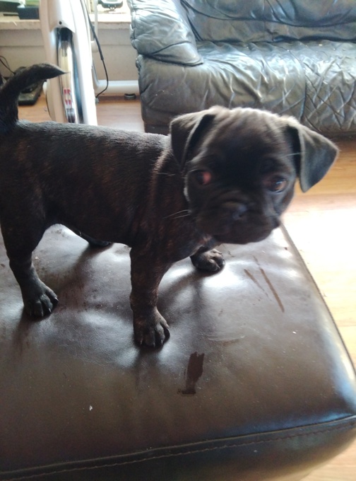 Frug