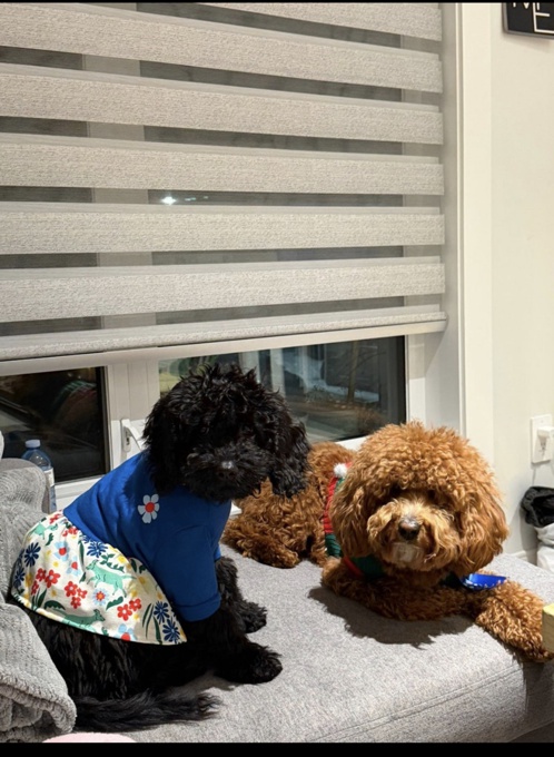 Poodle