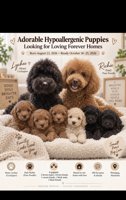 Poodle
