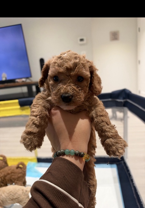 Poodle
