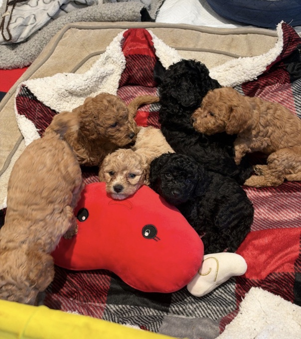 Poodle