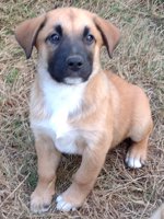 Lab/GermanShepherd/Rottweiler