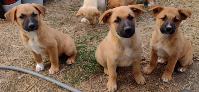Lab/GermanShepherd/Rottweiler