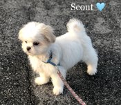 Maltese X Shihtzu