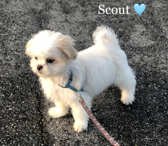 Maltese X Shihtzu