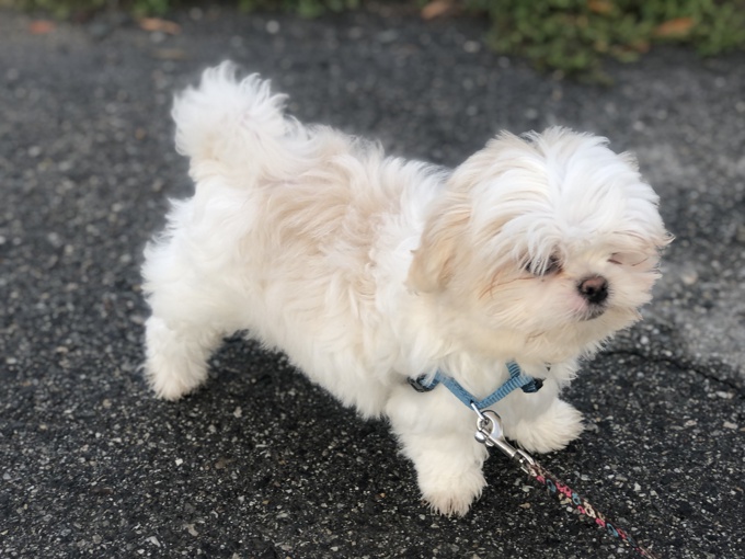 Maltese X Shihtzu