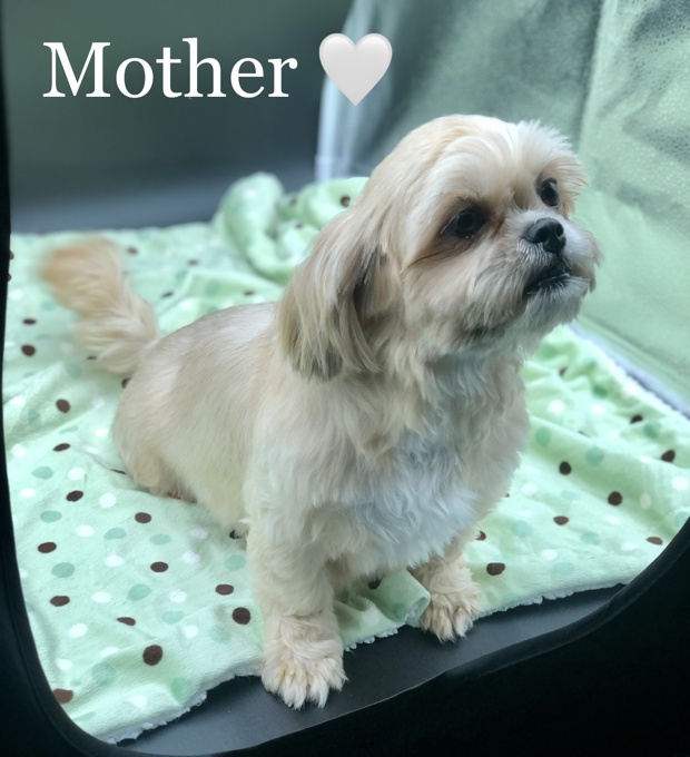 Maltese X Shihtzu