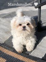 Maltese X Shihtzu