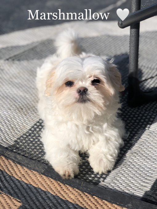 Maltese X Shihtzu