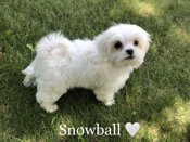 Maltese X Shihtzu