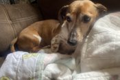 Dachshund