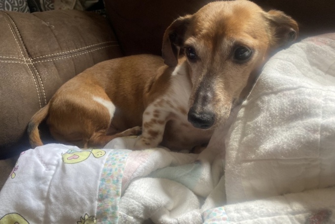 Dachshund