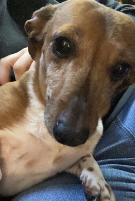 Dachshund