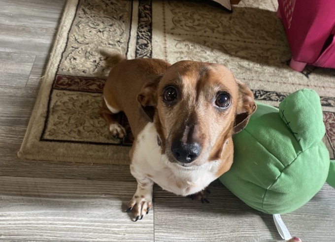 Dachshund