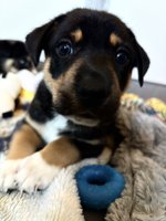 Border Collie × Black Mouth Cur